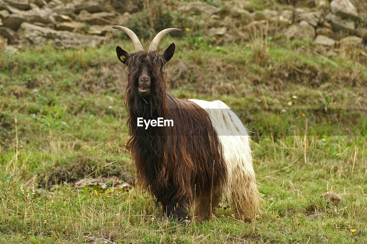 Brown goat looking at camera