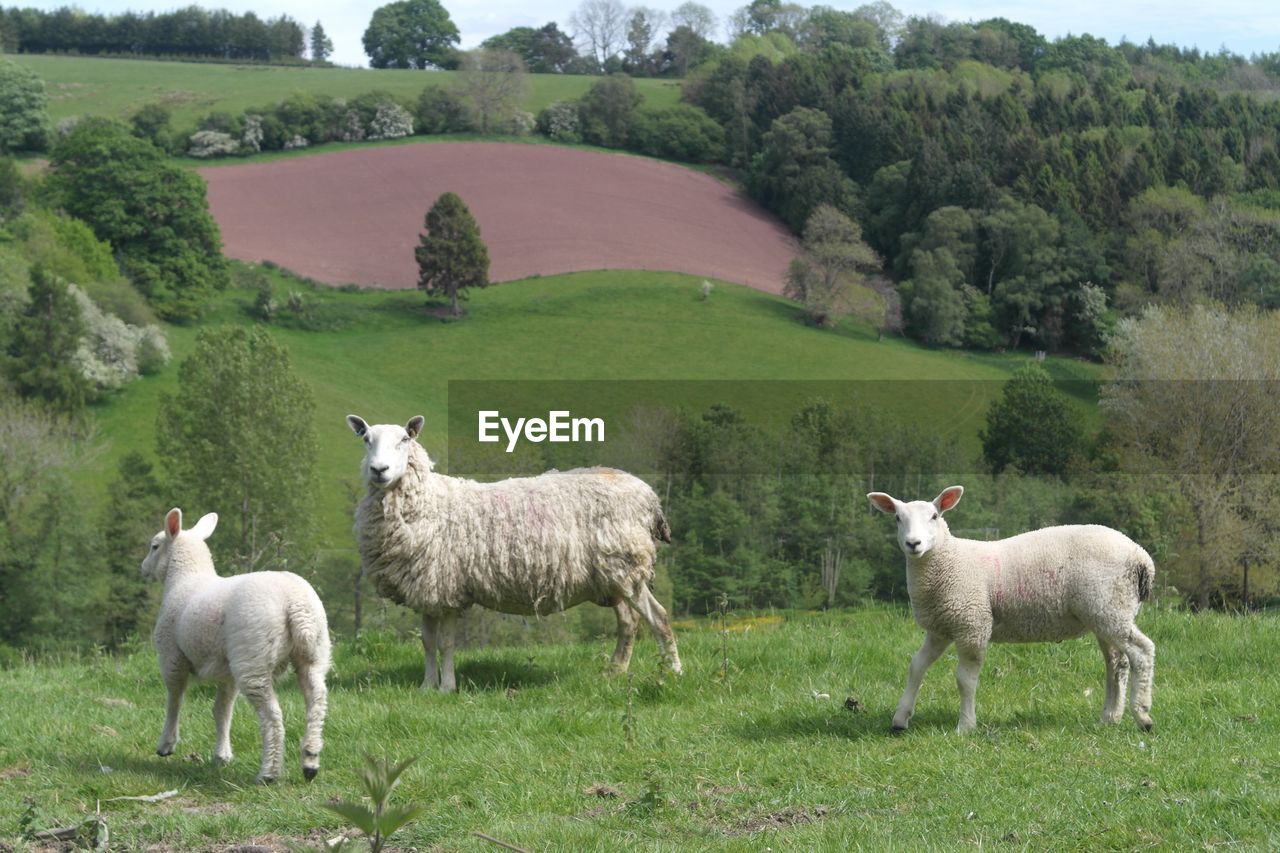 SHEEP STANDING ON A FIELD