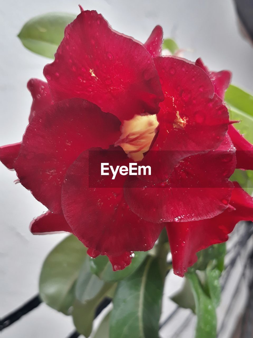 CLOSE-UP OF WET RED ROSE LEAF