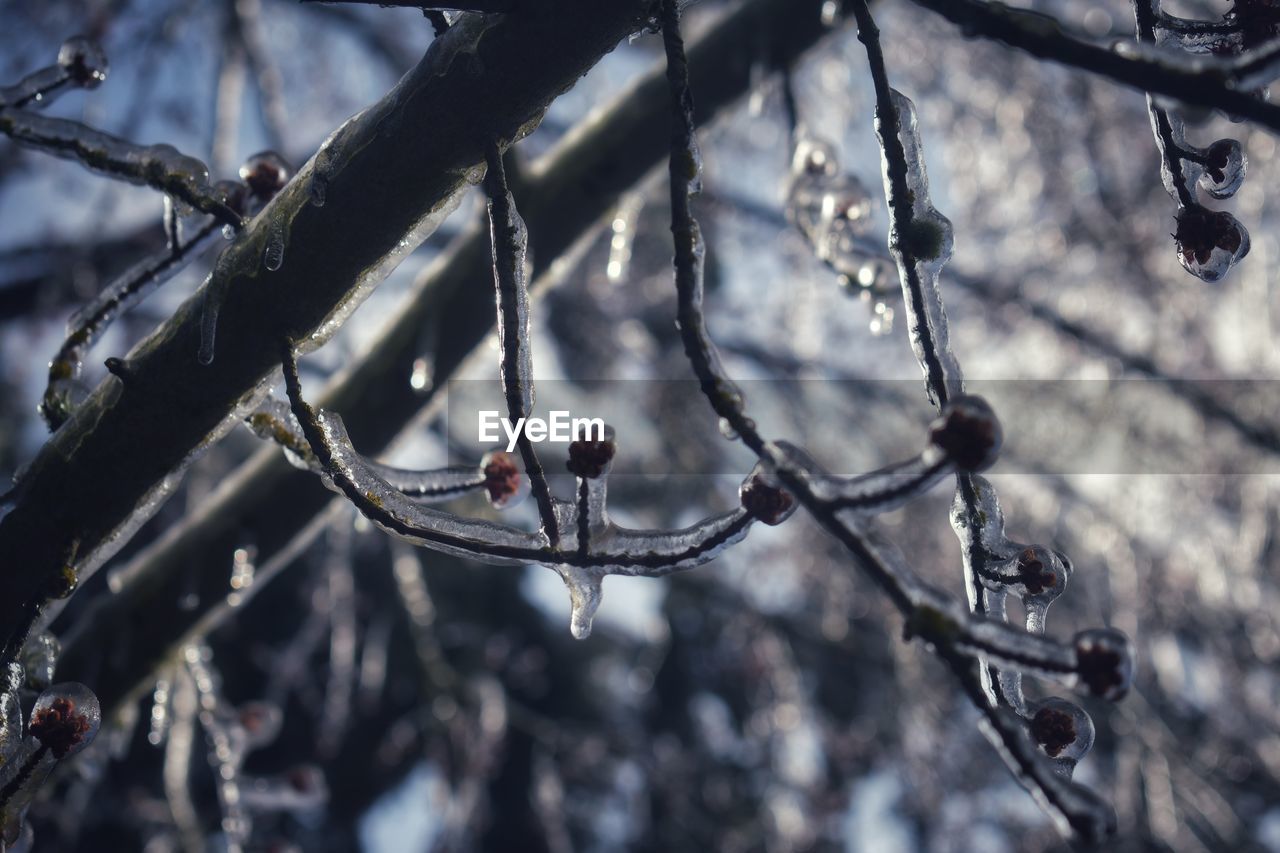 CLOSE-UP OF BARE TREE BRANCH