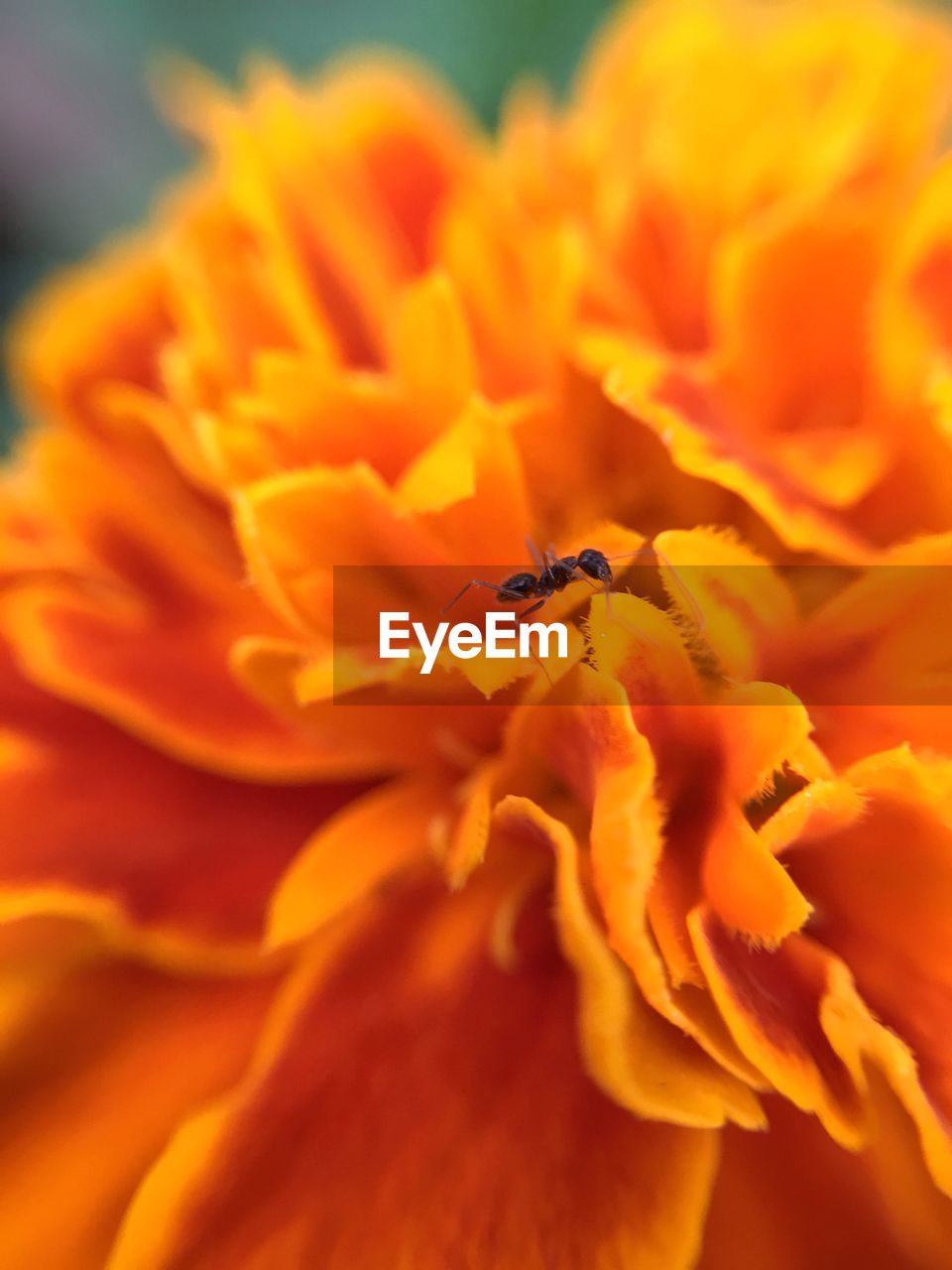 EXTREME CLOSE-UP OF BEE ON YELLOW FLOWER