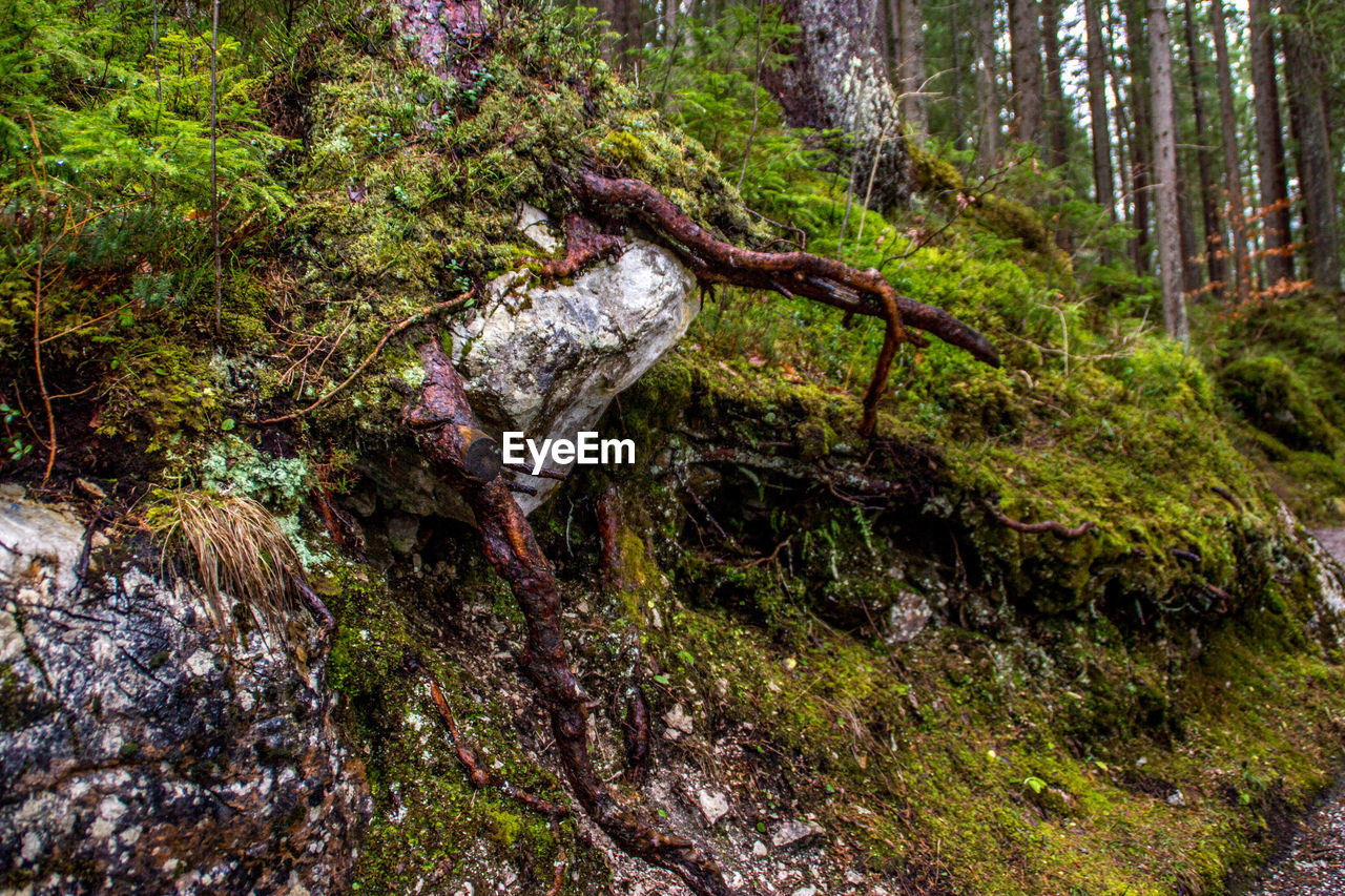 VIEW OF TREE TRUNK WITH MOSS