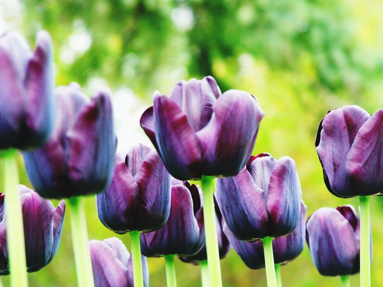 Close-up of flowers against blurred background