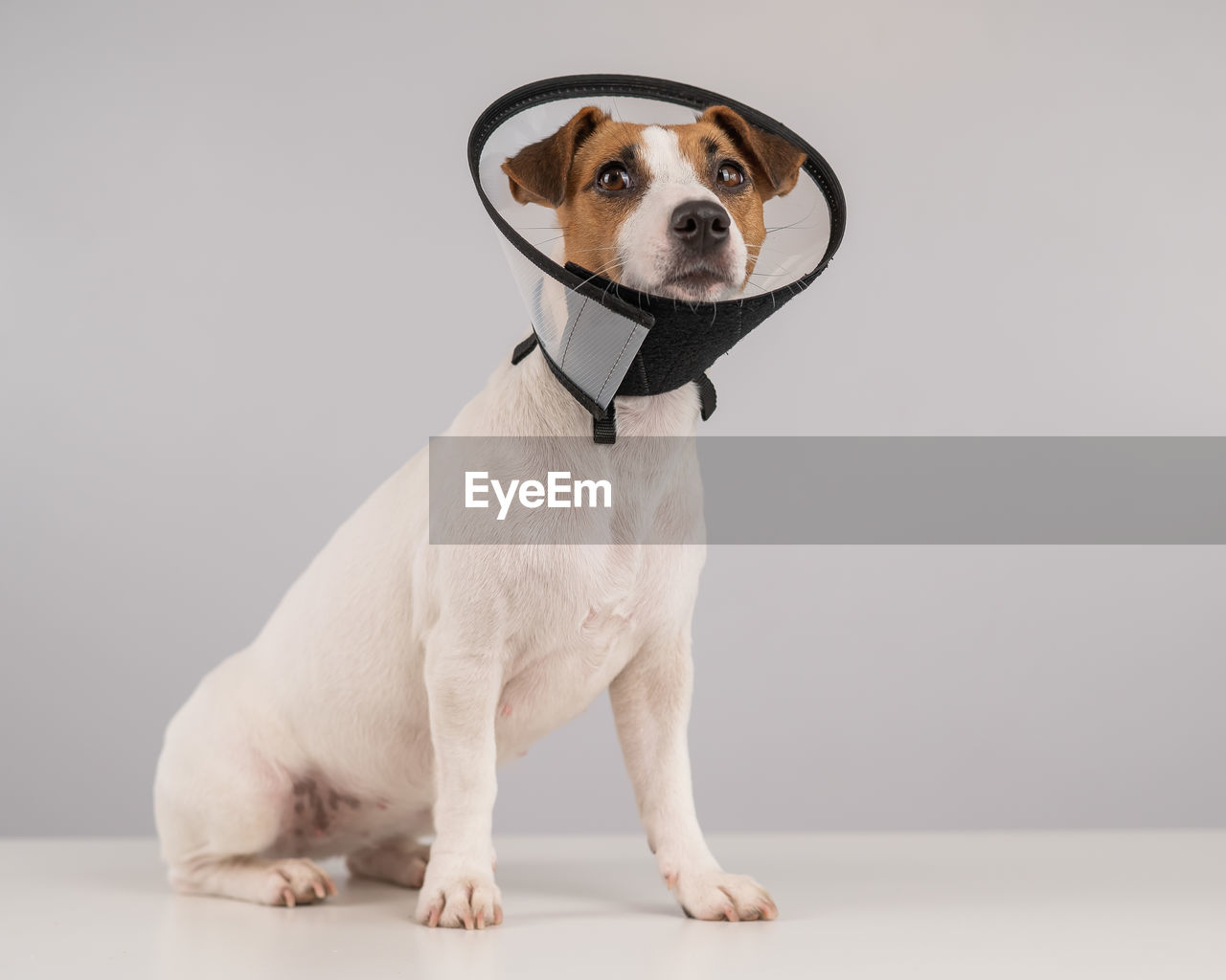 portrait of dog sitting on white background