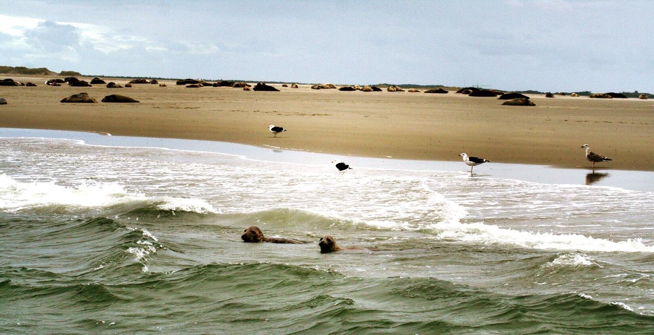 Seal swimming in sea by beach 