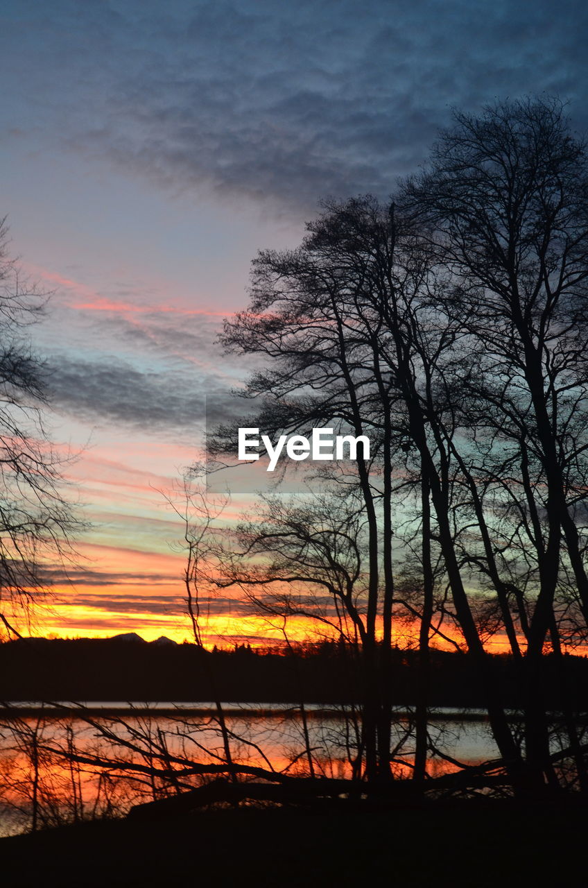 SILHOUETTE OF TREES AT SUNSET