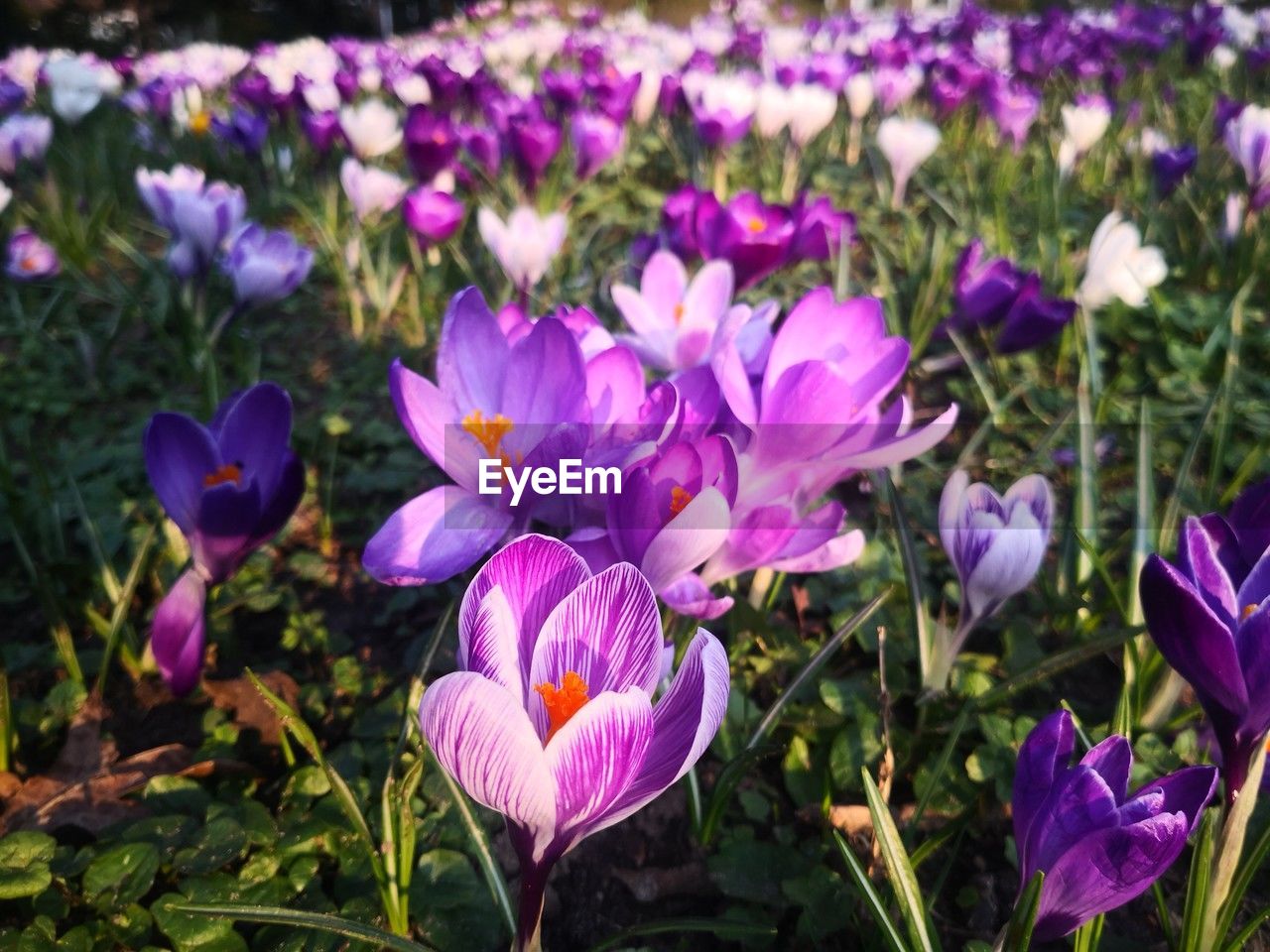 flower, flowering plant, plant, freshness, beauty in nature, purple, fragility, crocus, growth, petal, nature, close-up, flower head, inflorescence, iris, no people, focus on foreground, land, springtime, field, botany, day, outdoors, blossom, flowerbed, leaf, pink, garden, plant part, sunlight