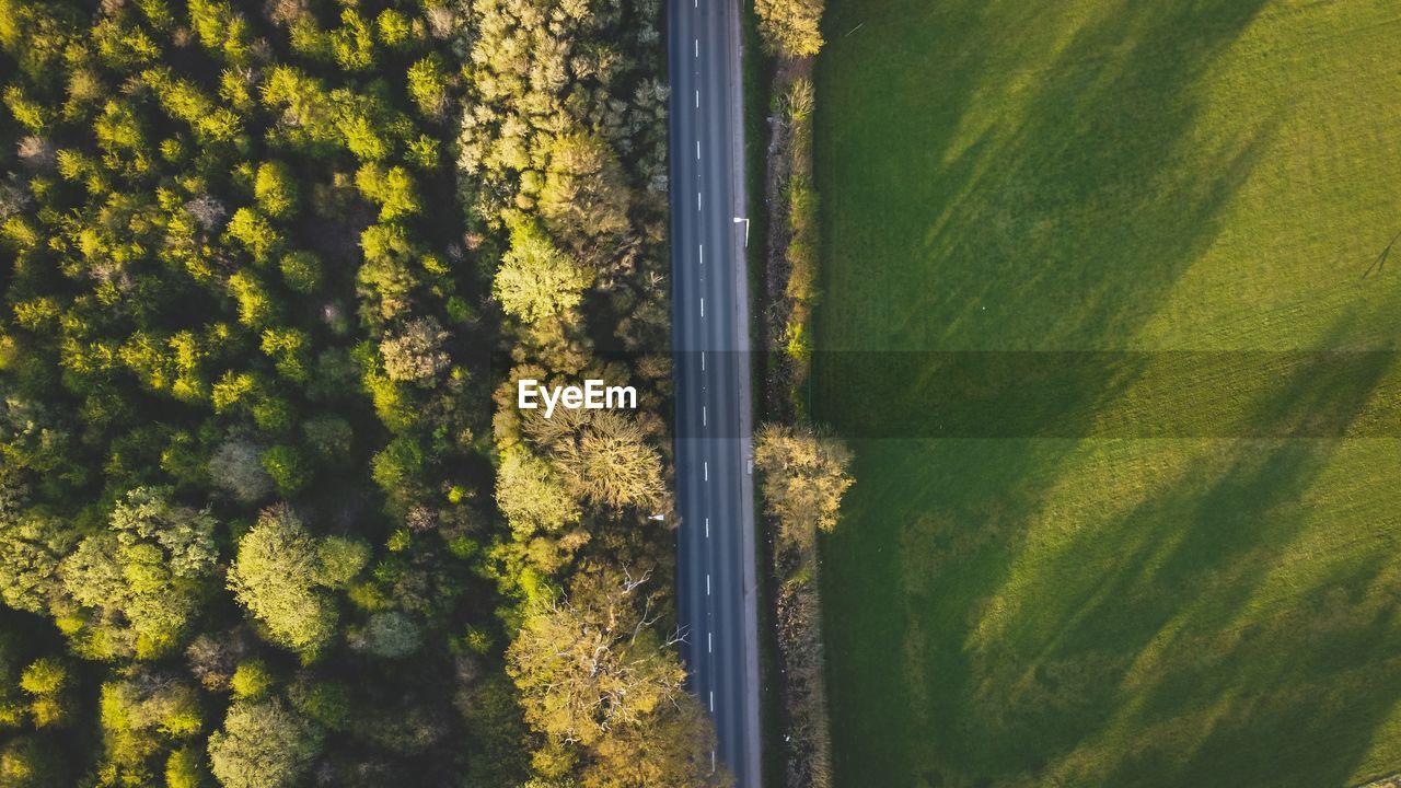 Scenic view of forest