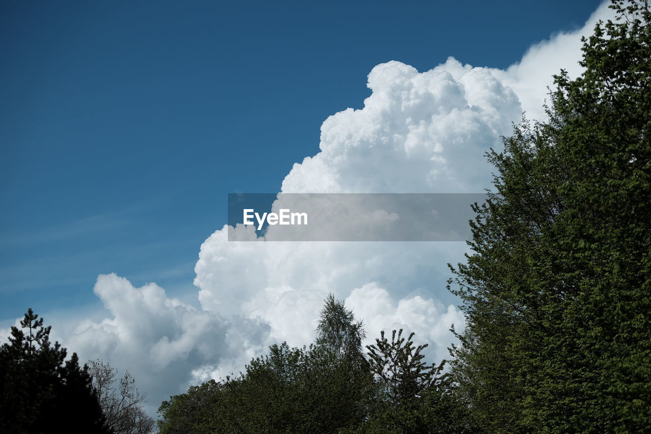 LOW ANGLE VIEW OF TREES AGAINST CLOUDY SKY