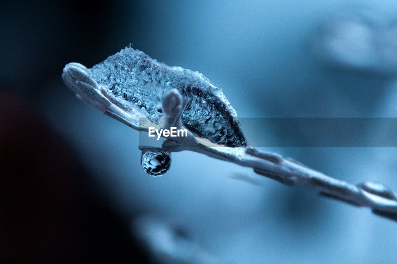 Close-up of frozen twig