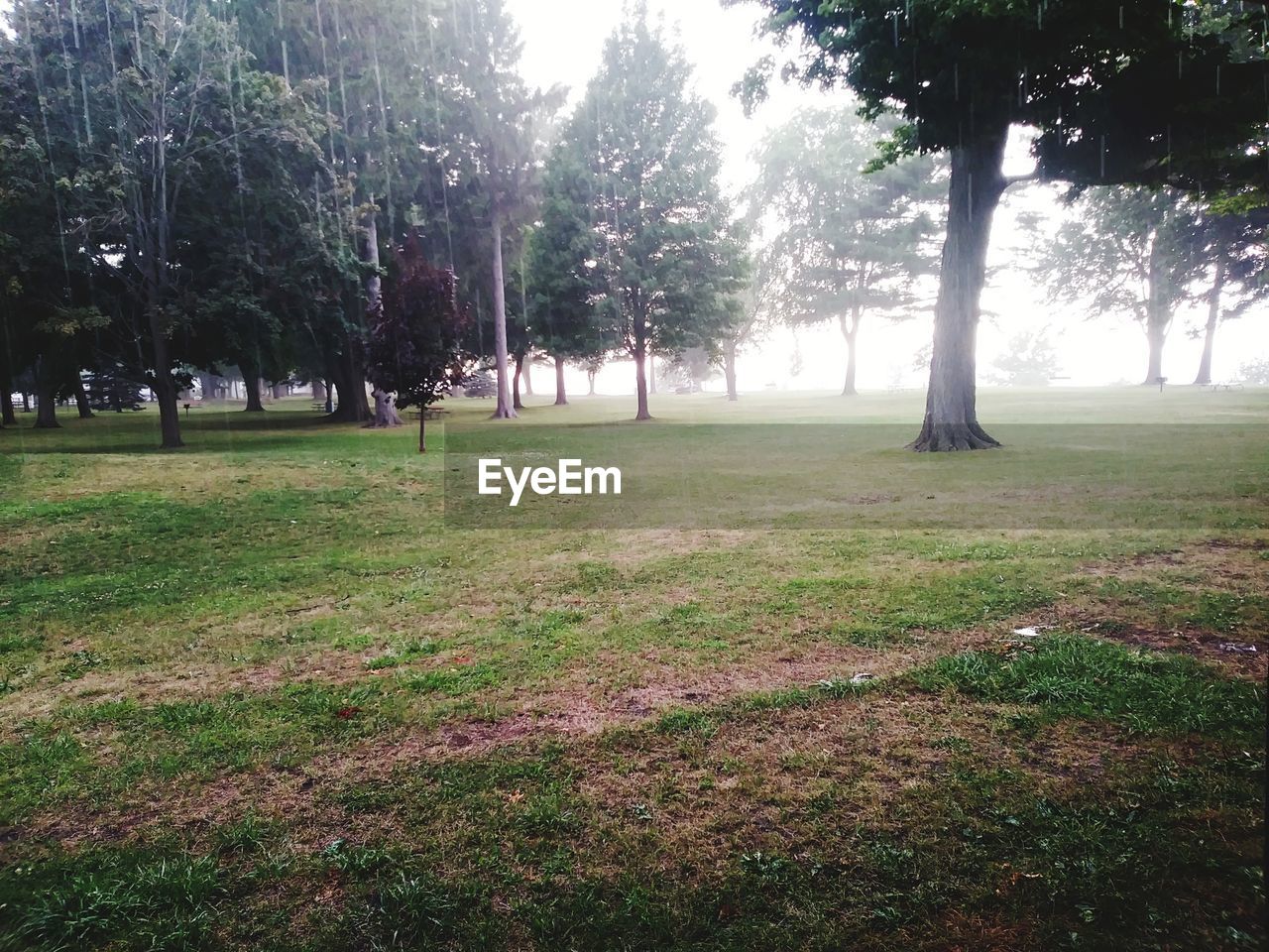 TREES GROWING IN FIELD