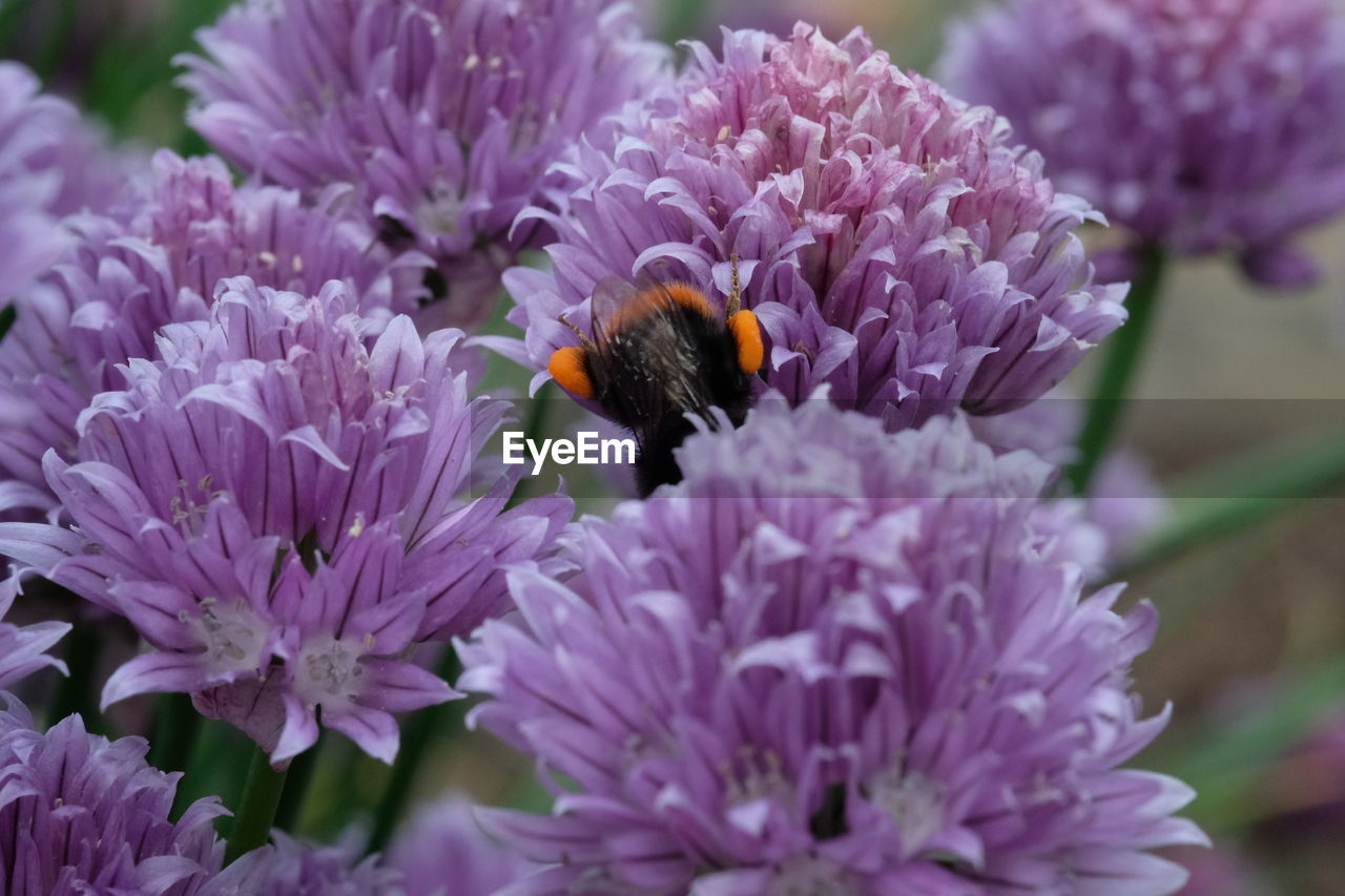 Close-up of insect on purple flower