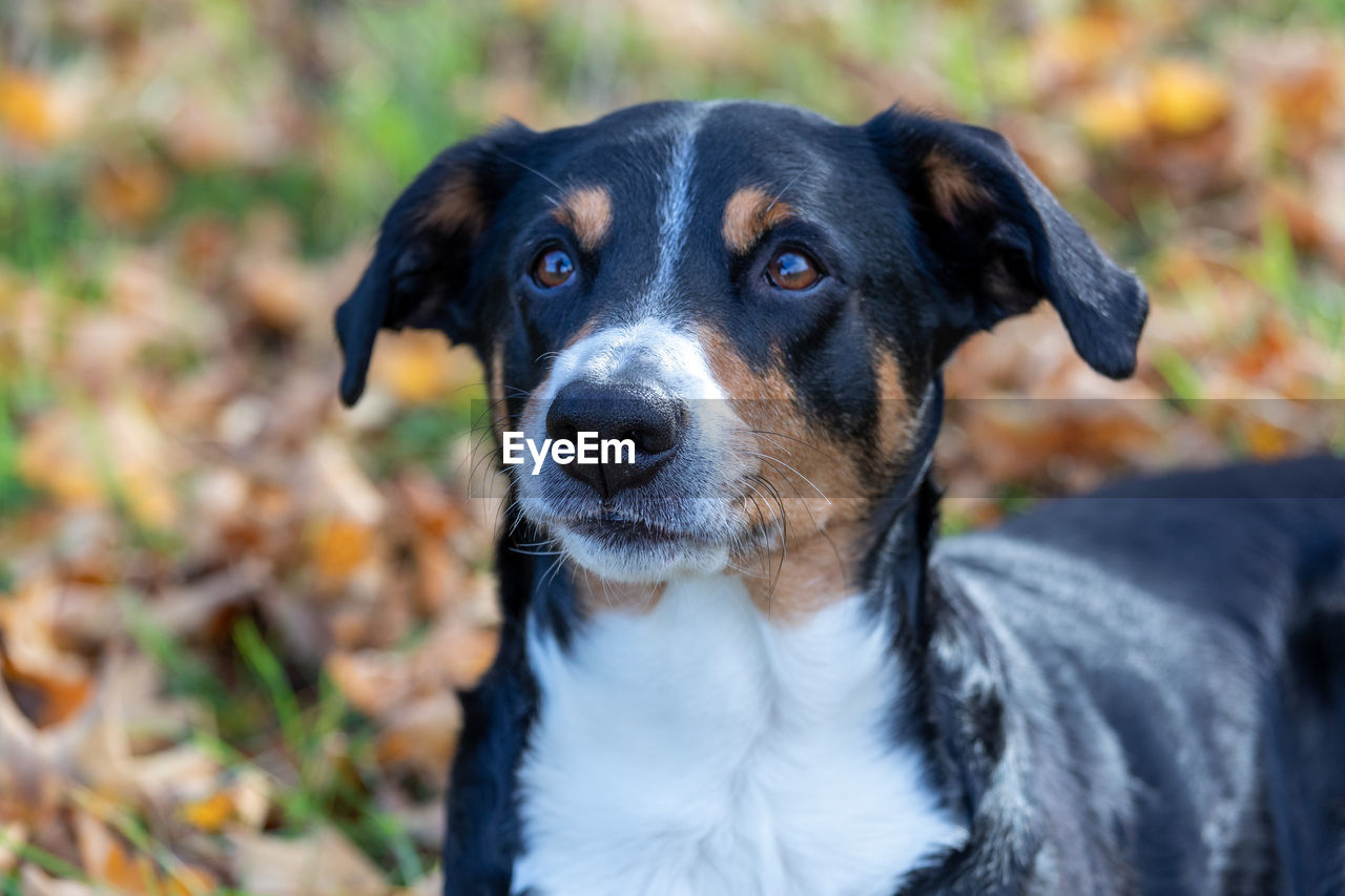 Close-up portrait of dog on field