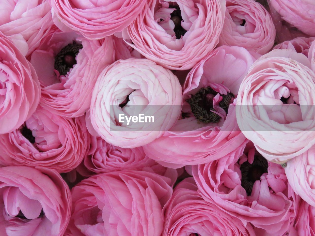 HIGH ANGLE VIEW OF PINK ROSES ON DISPLAY