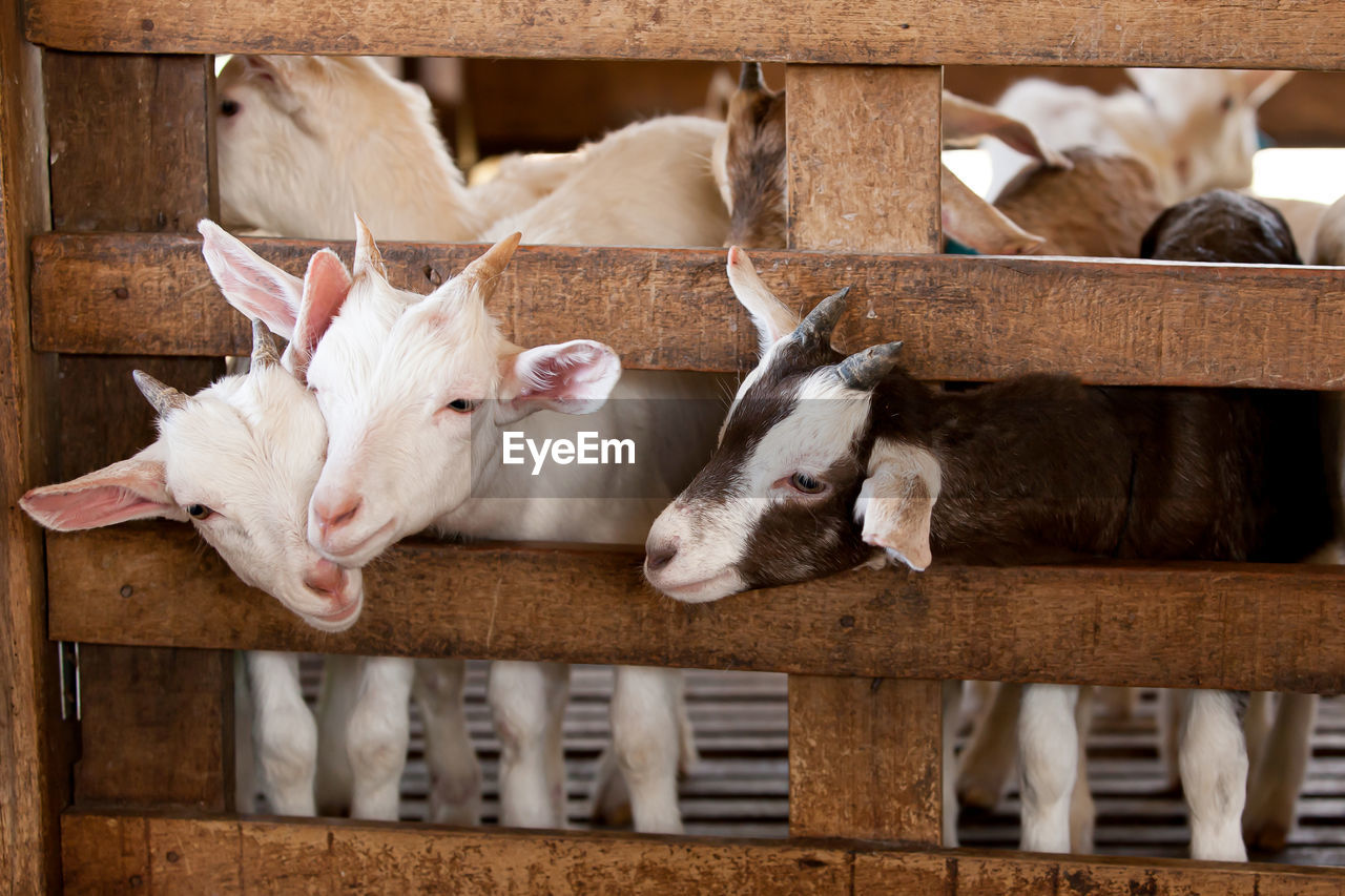 close-up of goat standing in pen