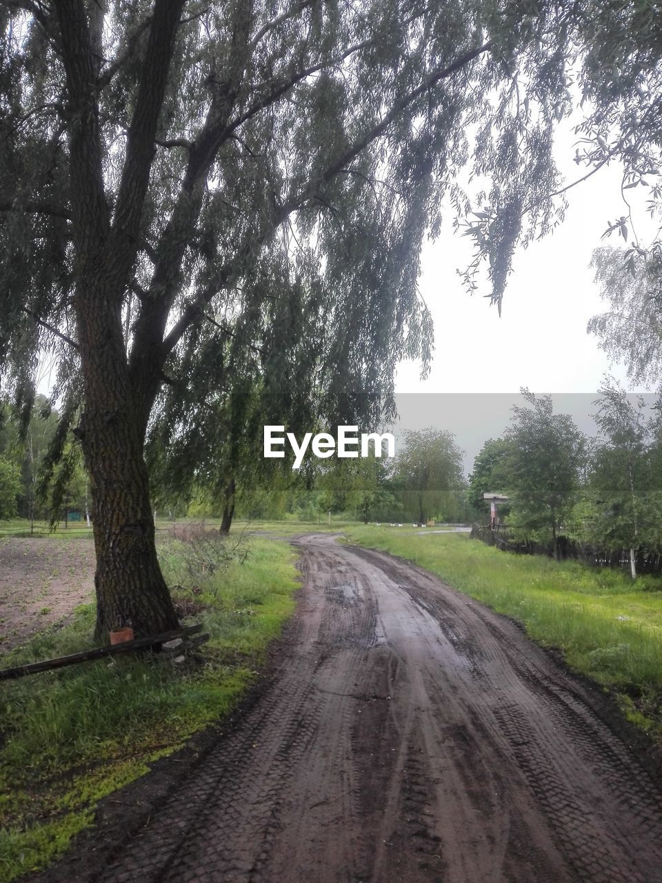 Road passing through trees