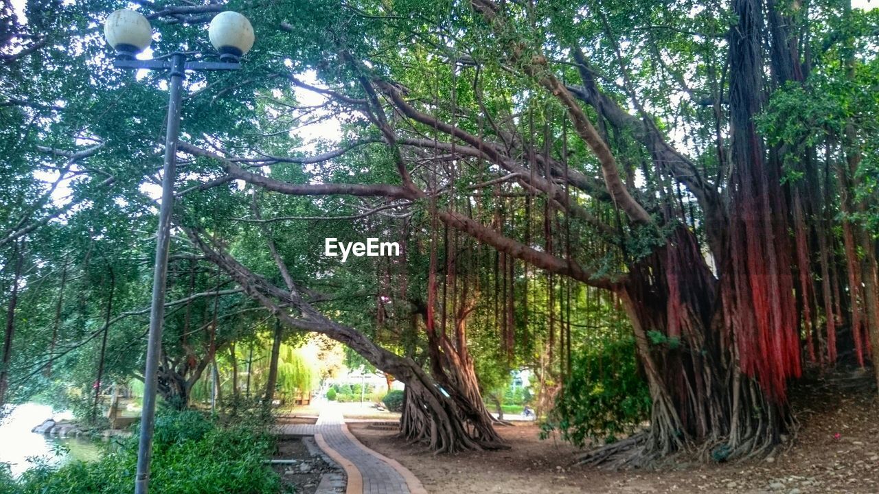 TREES ON FOOTPATH