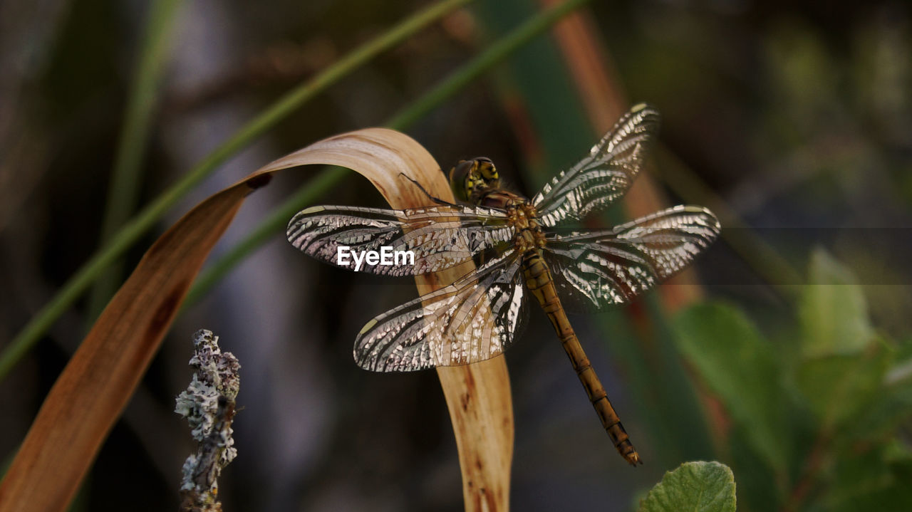 Close-up of dragonfly on stem