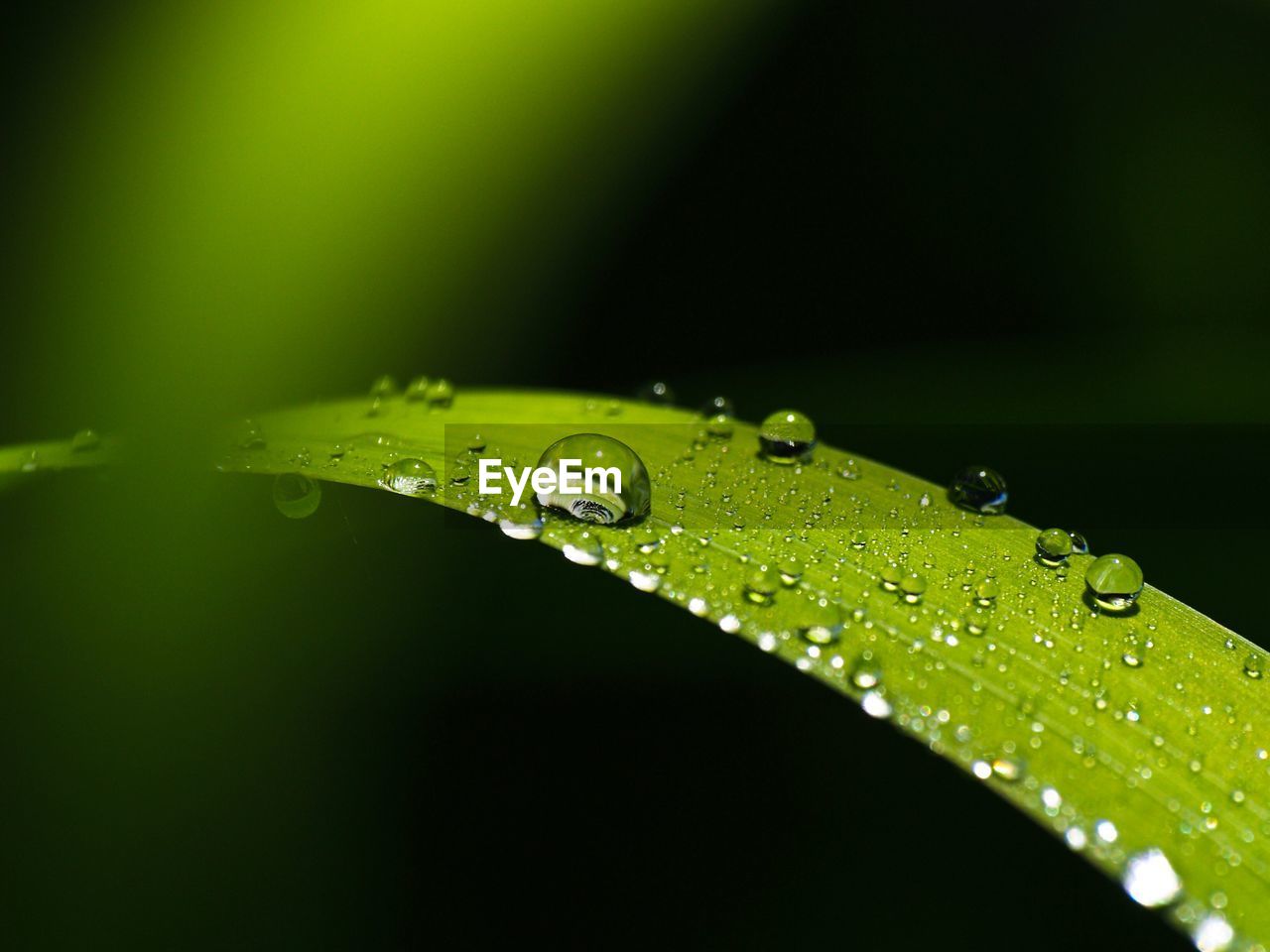 Close-up of water drops on leaf