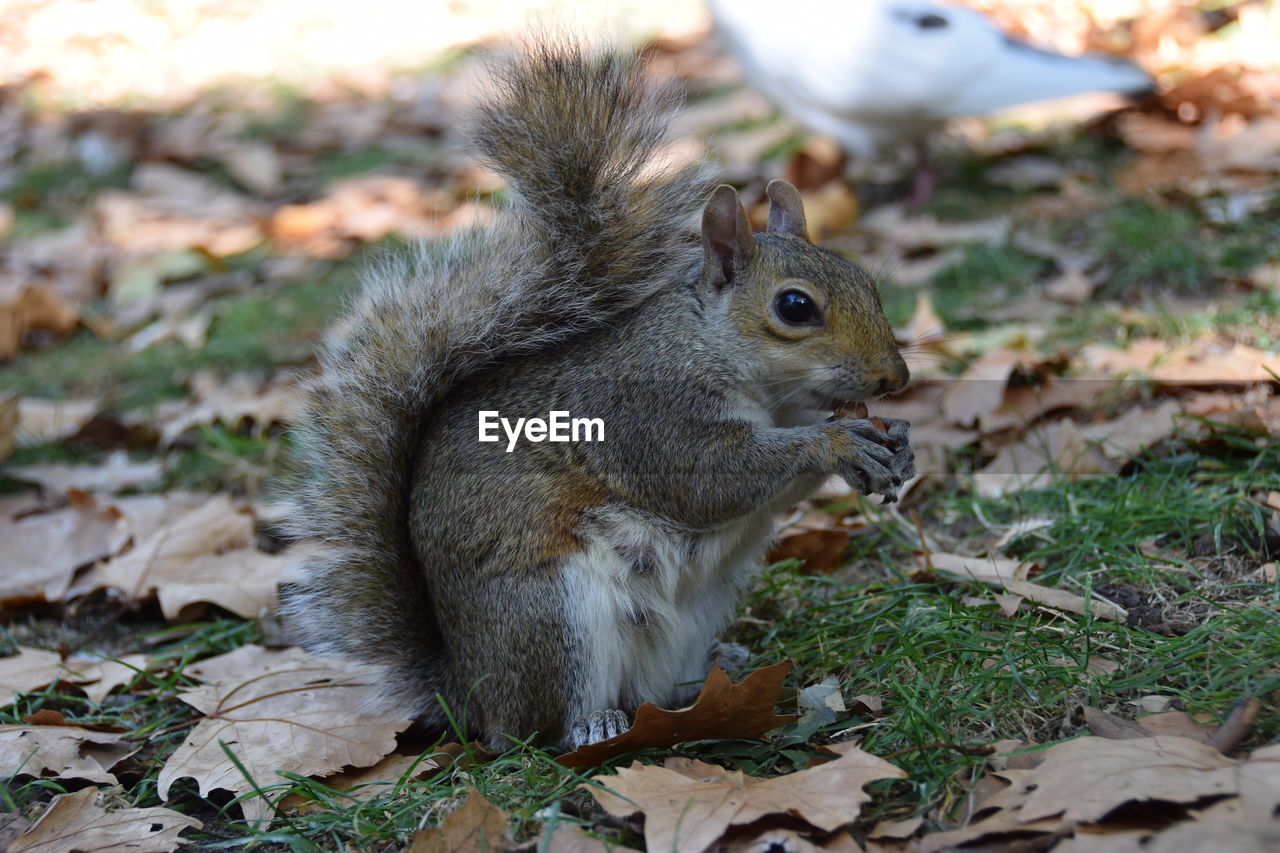SQUIRREL ON FIELD