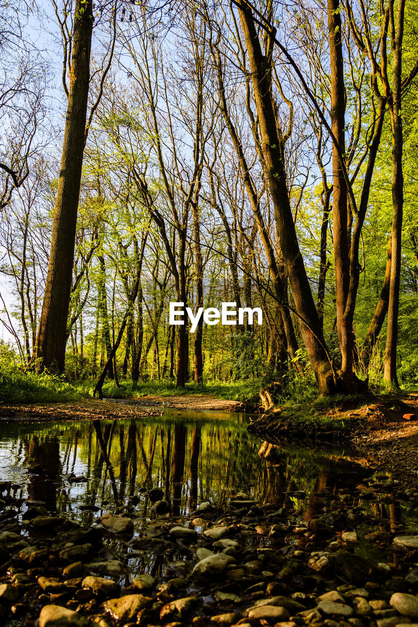 LAKE IN FOREST