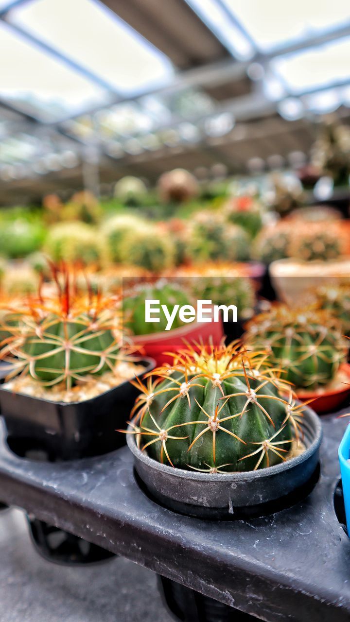 CLOSE-UP OF POTTED CACTUS PLANT