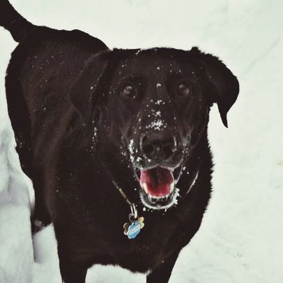 PORTRAIT OF A DOG