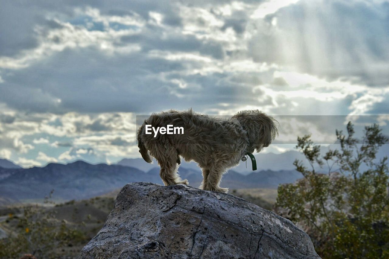 Dog standing on rock against cloudy sky