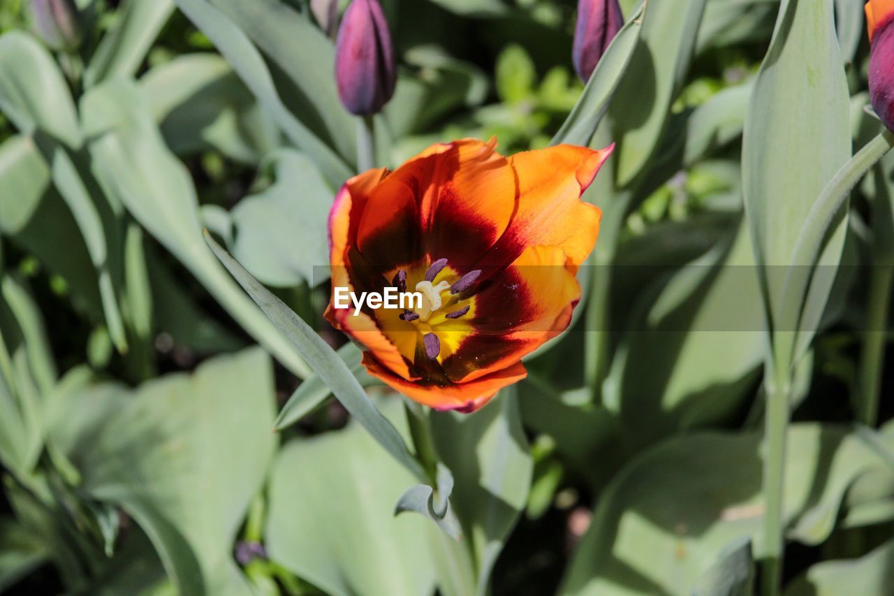 CLOSE-UP OF ORANGE RED FLOWER