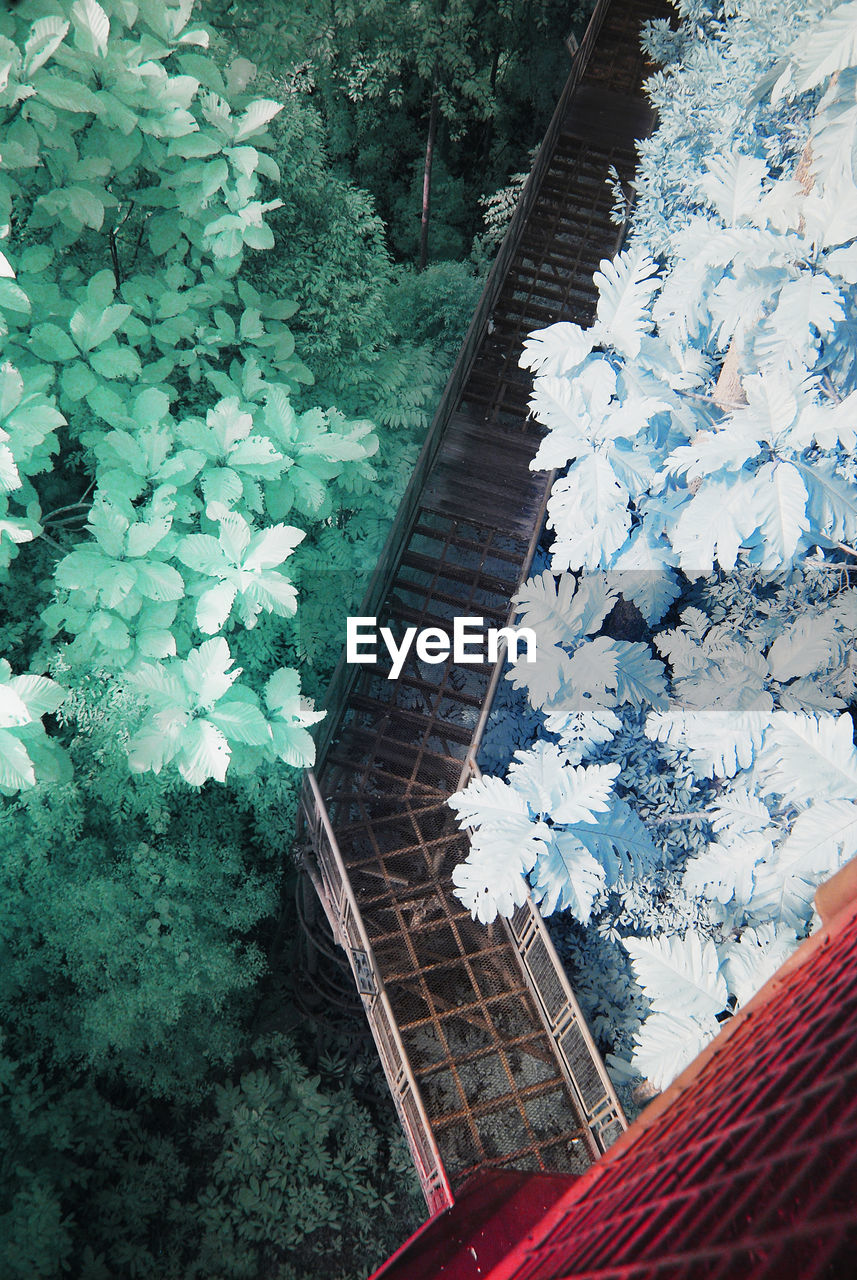 HIGH ANGLE VIEW OF PLANTS ON TREE