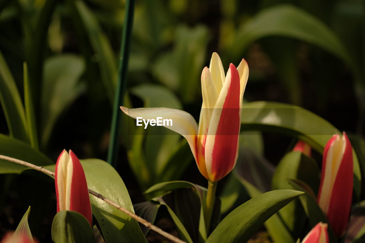 flower, plant, flowering plant, beauty in nature, petal, nature, leaf, freshness, close-up, growth, plant part, inflorescence, flower head, fragility, red, no people, green, ornamental garden, focus on foreground, botany, tropical climate, outdoors, garden, lily, blossom, flowerbed, tropical flower