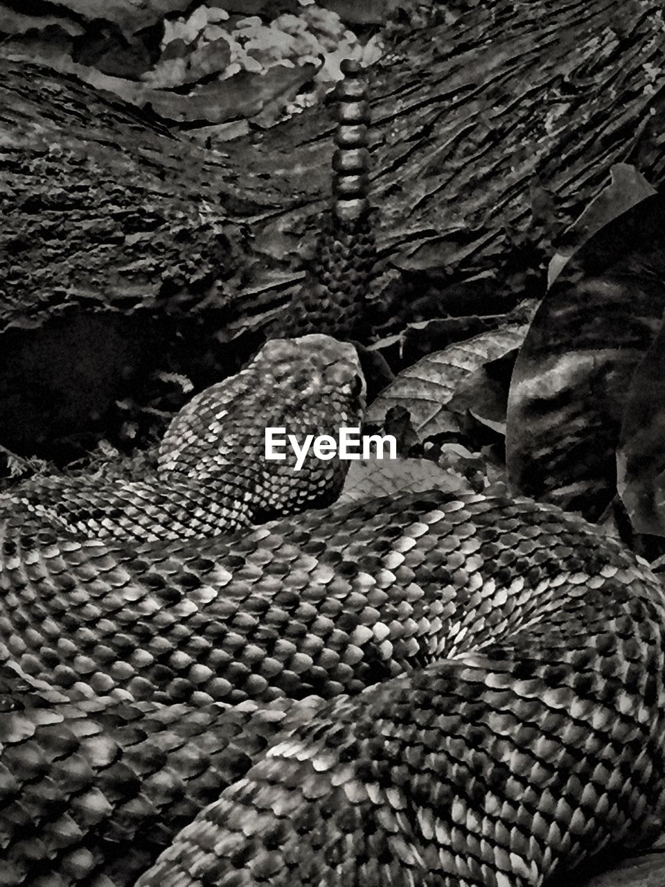 Close-up of rattlesnake in forest