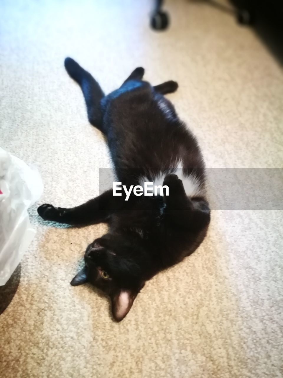 HIGH ANGLE VIEW OF A CAT ON FLOOR AT HOME