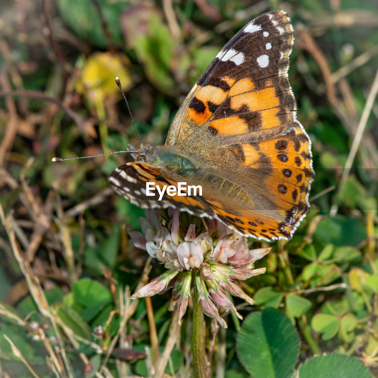 BUTTERFLY POLLINATING FLOWER