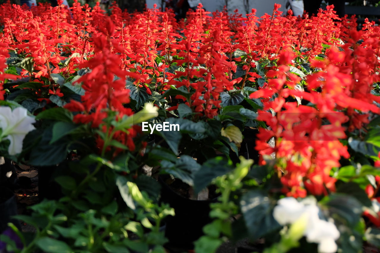 CLOSE-UP OF RED FLOWERS