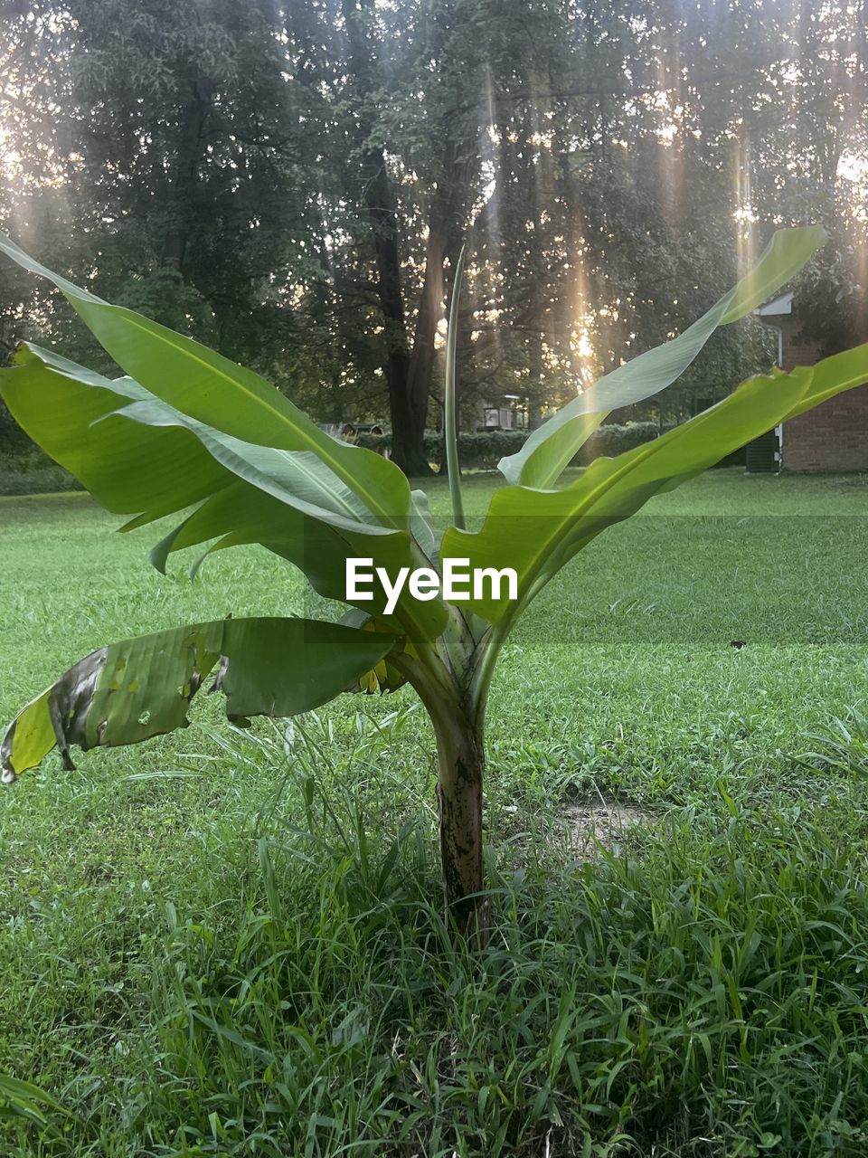 green, plant, nature, growth, leaf, plant part, grass, flower, no people, day, beauty in nature, water, high angle view, outdoors, sunlight, plant stem, tree, close-up, freshness, land