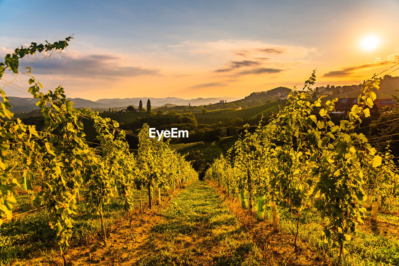 SCENIC VIEW OF VINEYARD AGAINST SKY