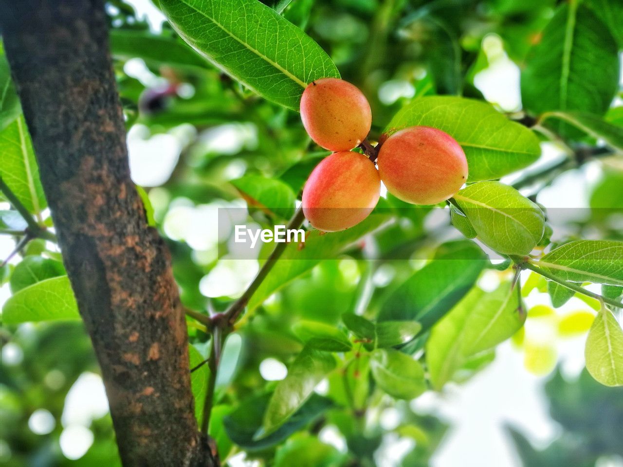 LOW ANGLE VIEW OF RED BERRIES ON TREE