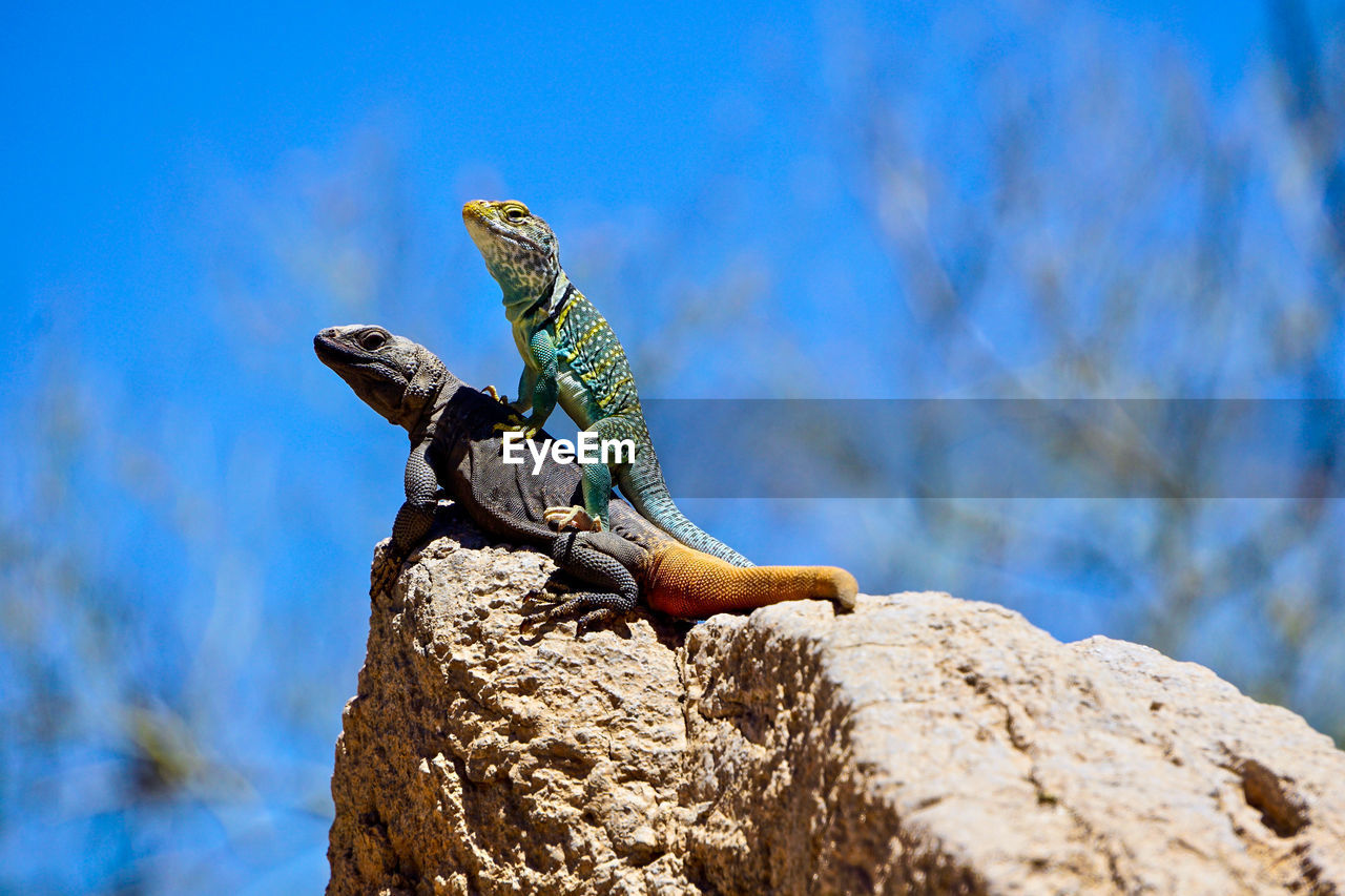 Close-up of lizard on rock