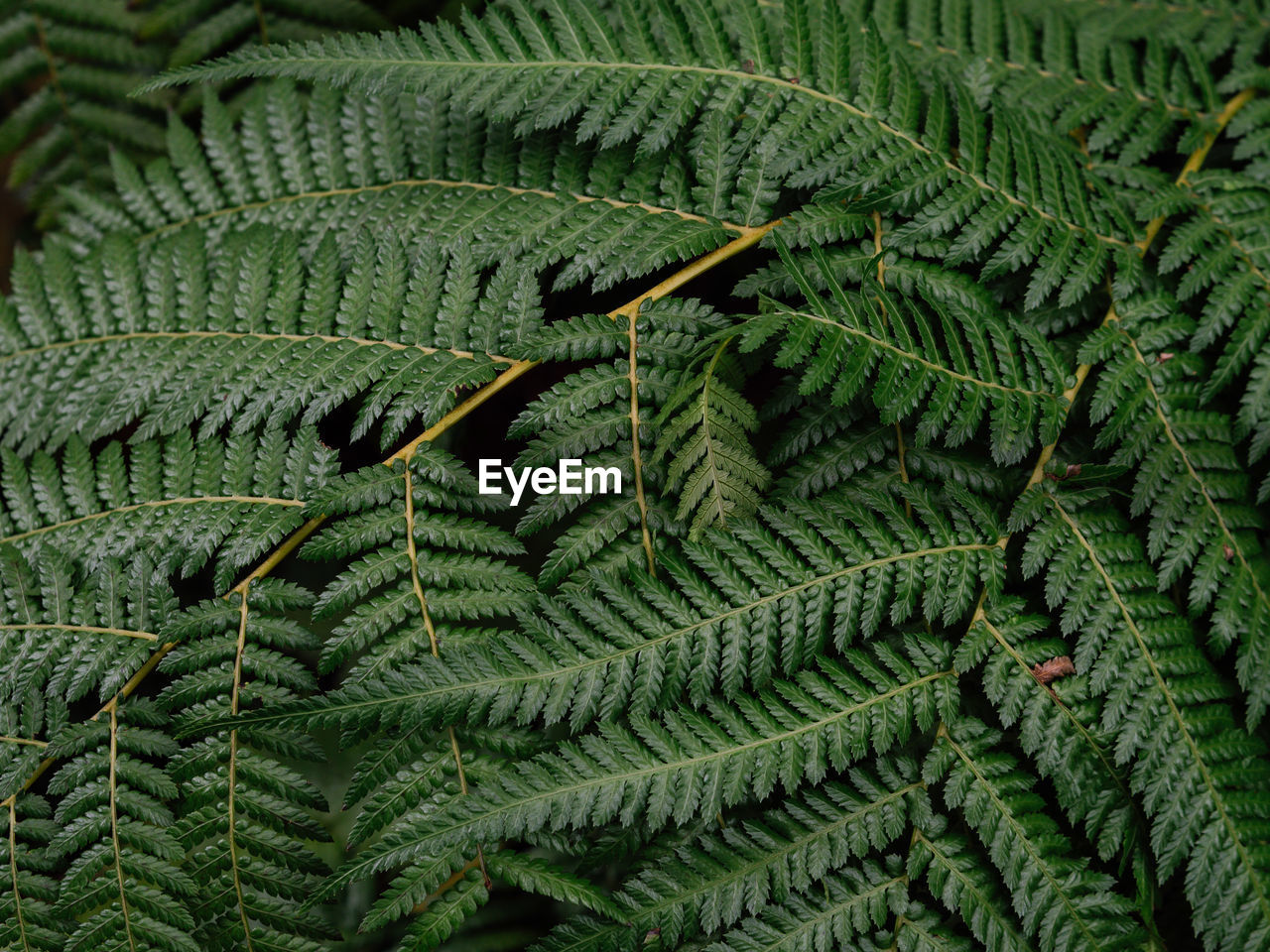 Full frame shot of fern leaves