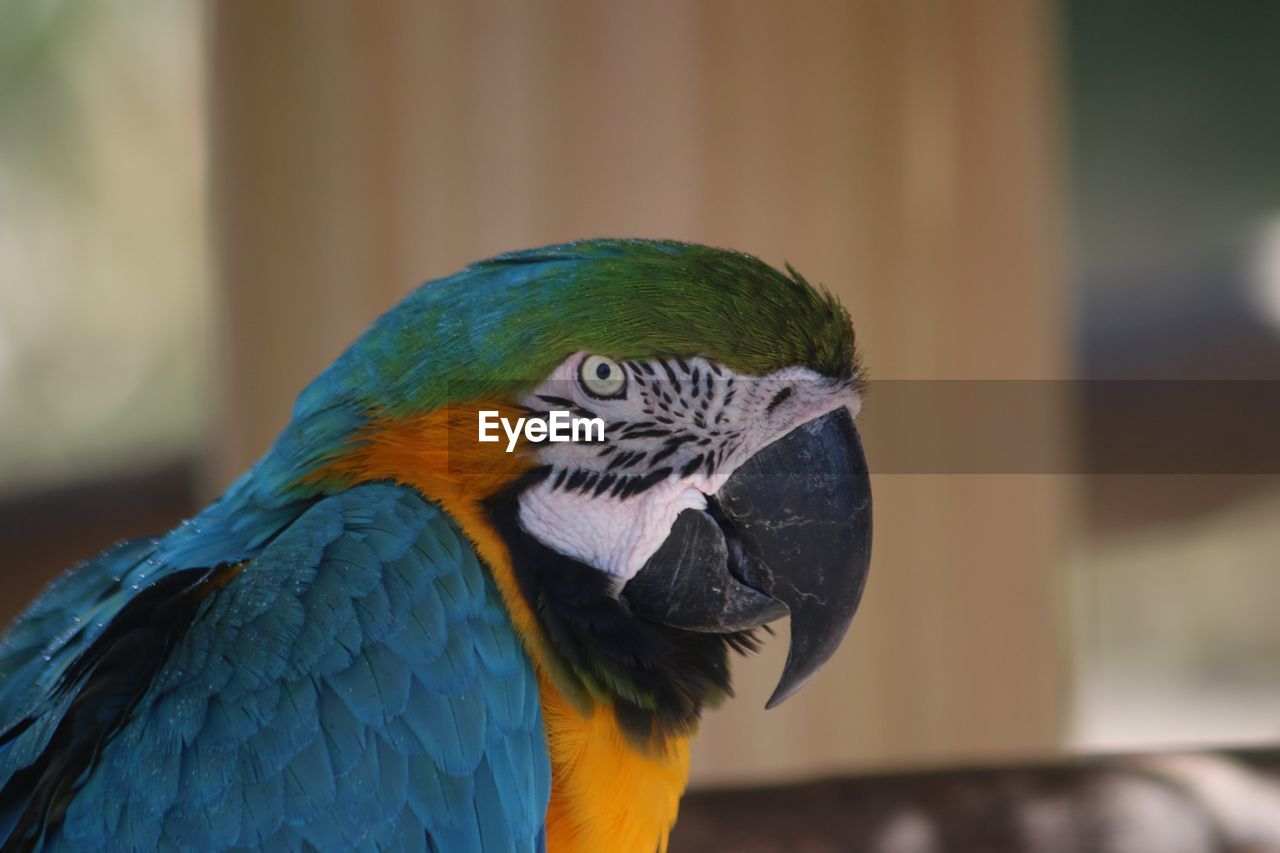 Close-up of a parrot