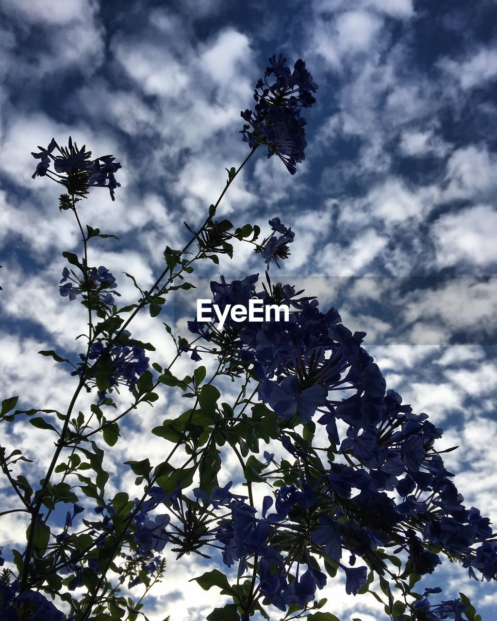 LOW ANGLE VIEW OF BLOOMING TREE