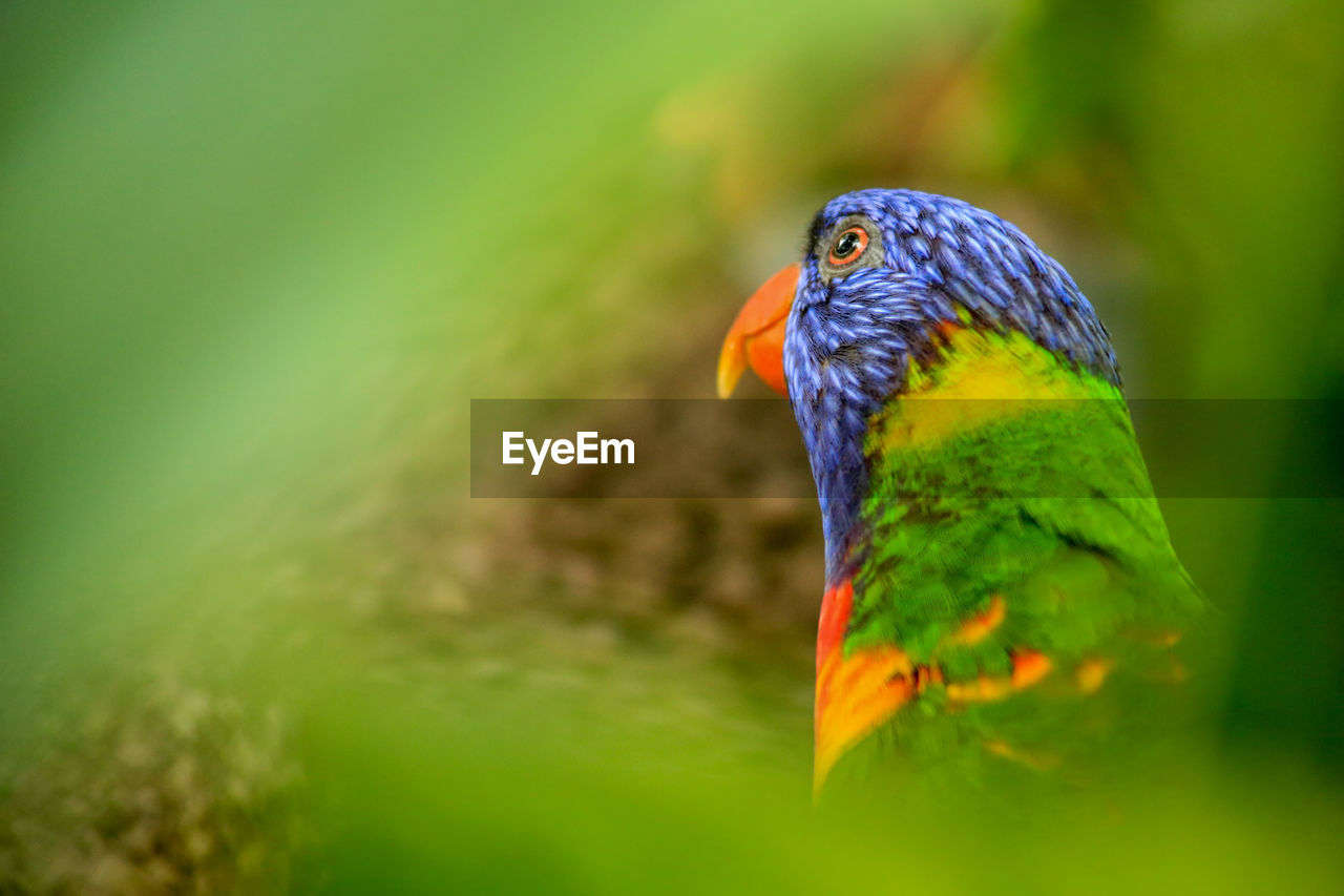 Close-up of parrot perching outdoors