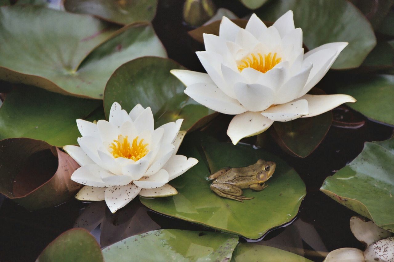 Close-up of frog on leaf with white lotus water lily in pond