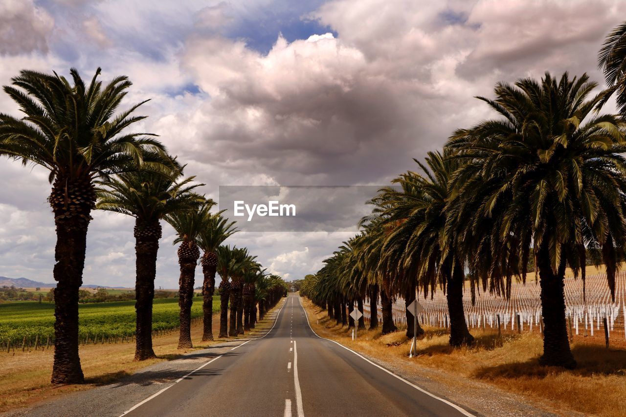 PANORAMIC VIEW OF PALM TREES ON ROAD