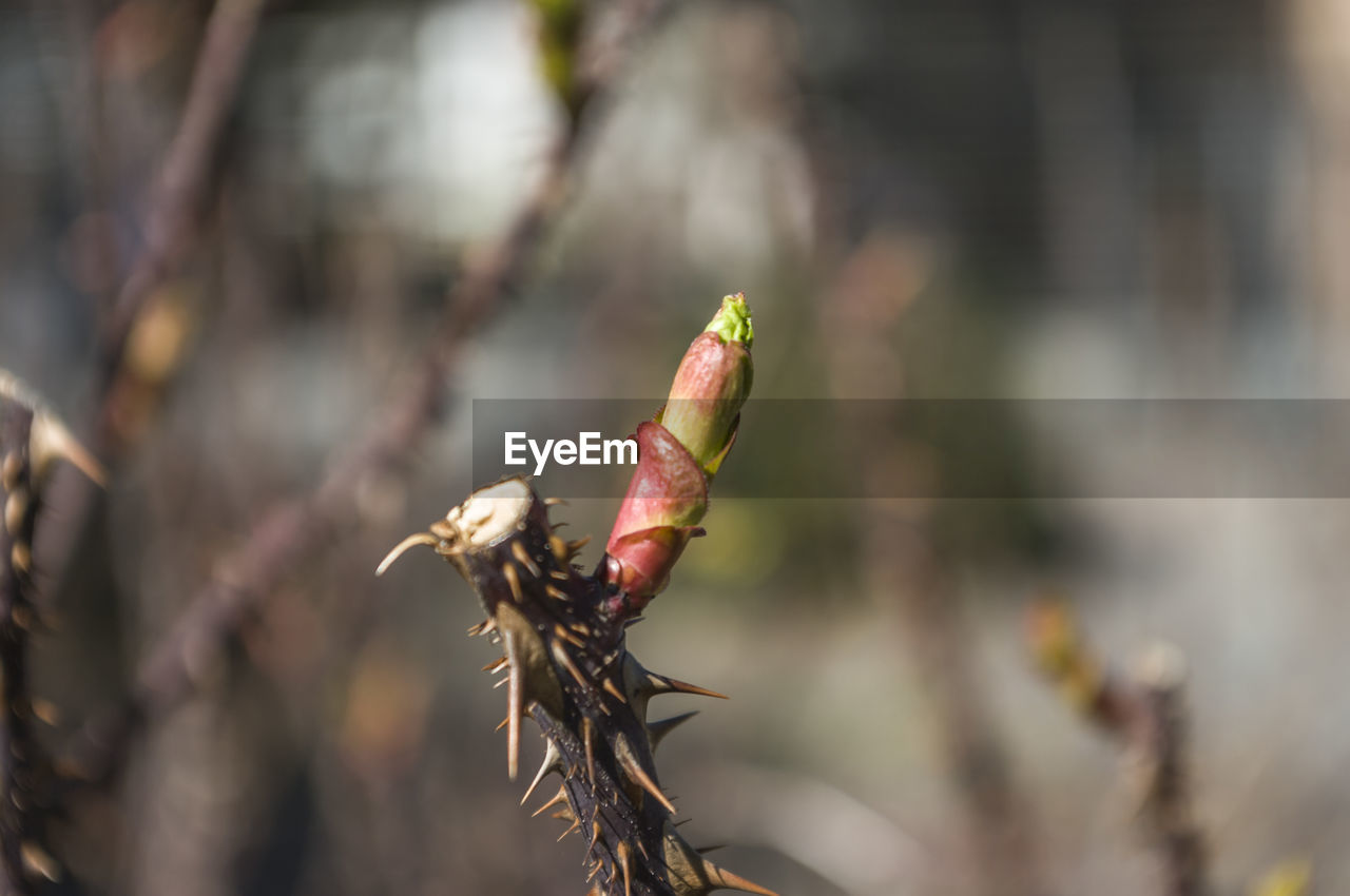 Close-up of bud on stem