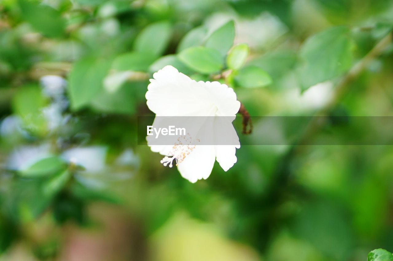 CLOSE-UP OF WHITE FLOWER ON PLANT