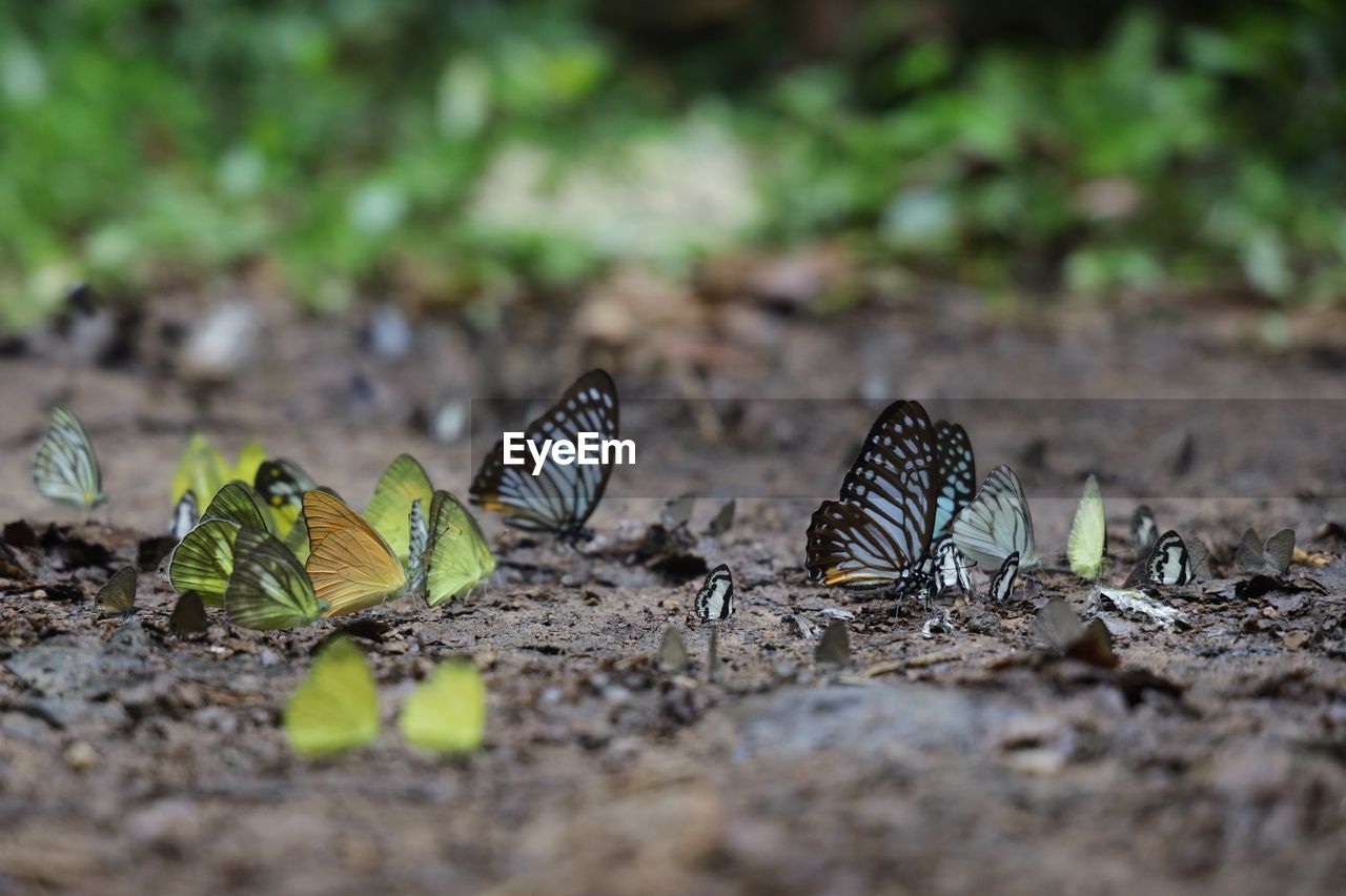 animal themes, butterfly, animal, animal wildlife, wildlife, nature, insect, moths and butterflies, selective focus, no people, macro photography, group of animals, beauty in nature, leaf, land, animal wing, outdoors, environment, day, green, plant, close-up, two animals, animal body part