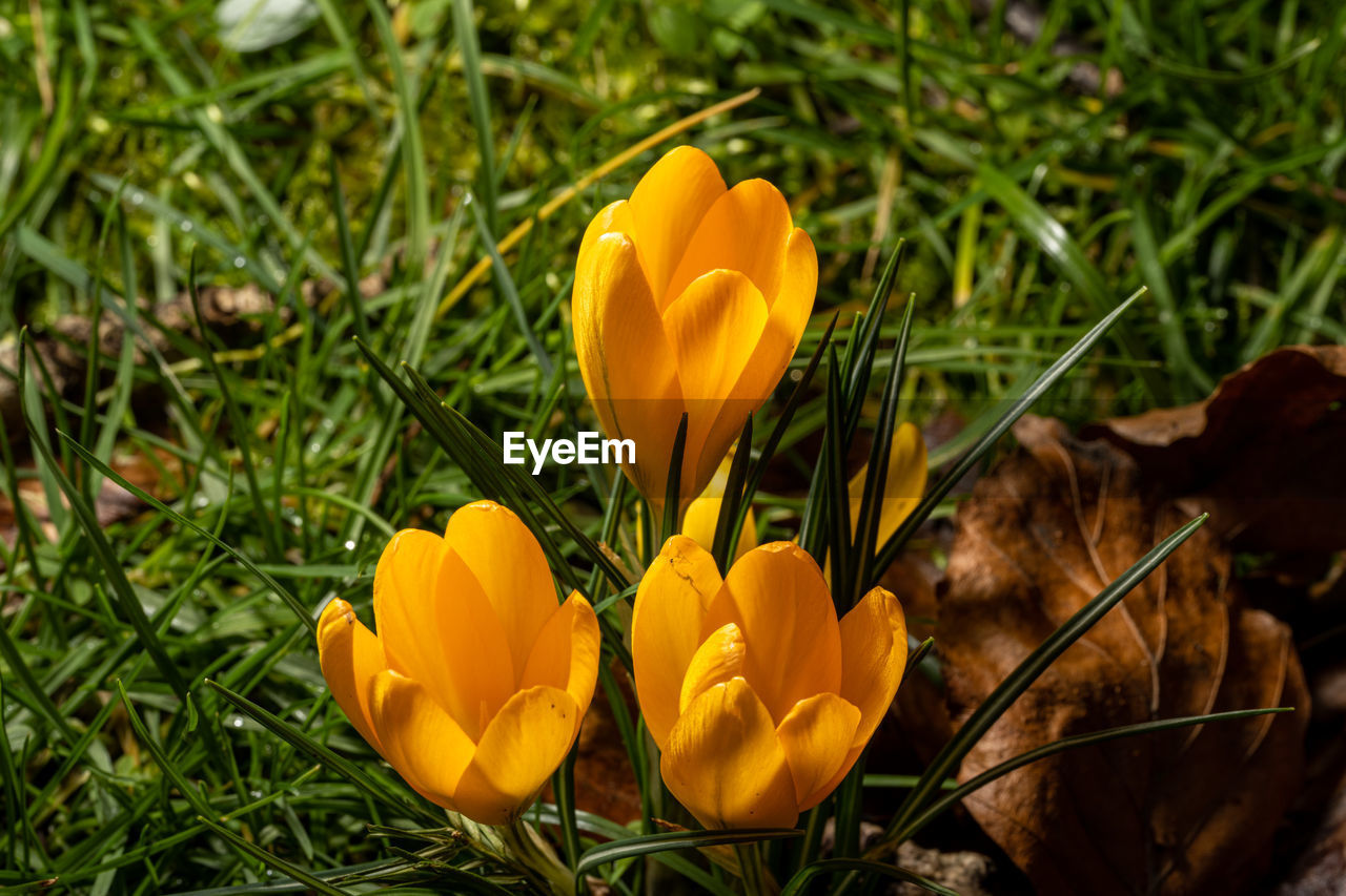 close-up of yellow flowers on field