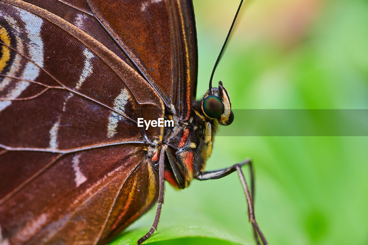 close-up of butterfly on leaf